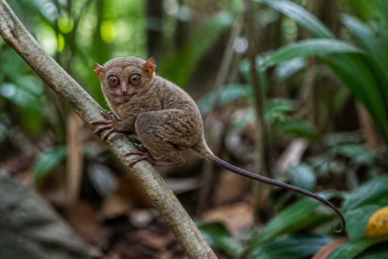 Image of a Niemitz's Tarsier in its natural habitat