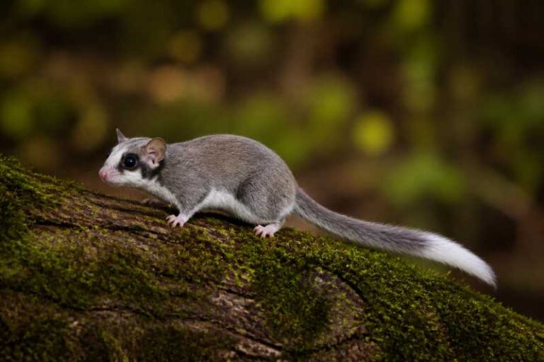 Image of a Niethammer's Forest Dormouse in its natural habitat