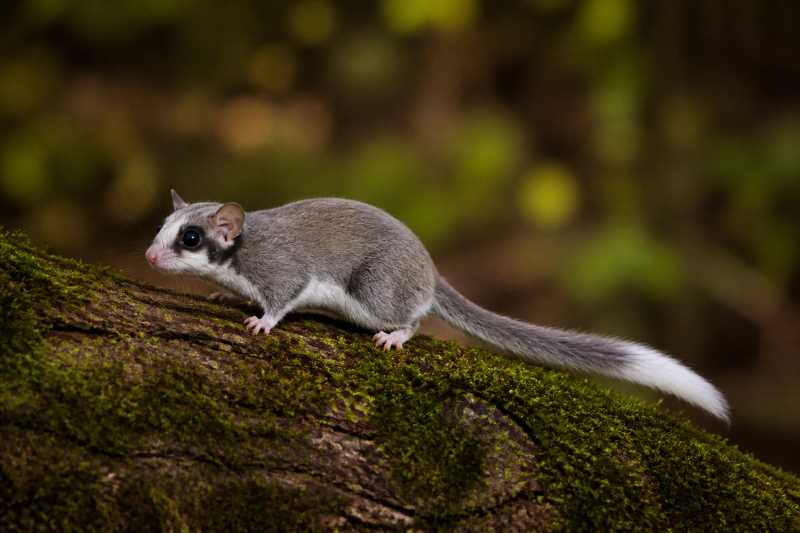 Image of a Niethammer's Forest Dormouse in its natural habitat