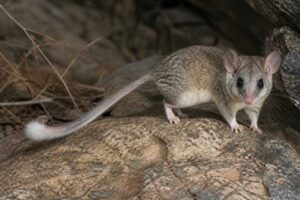 Image of a Noack's African Dormouse in its natural habitat