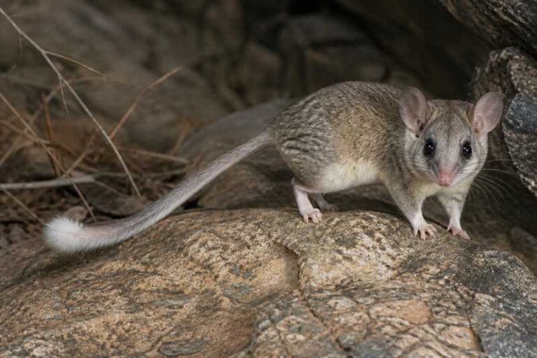 Image of a Noack's African Dormouse in its natural habitat