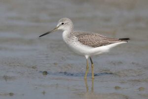 Image of a Nordmann's Greenshank in its natural habitat