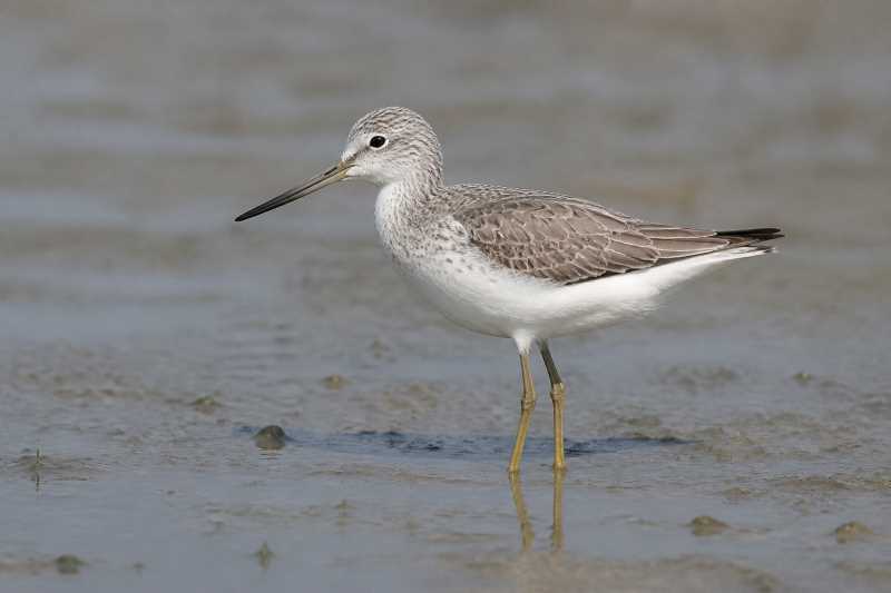 Image of a Nordmann's Greenshank in its natural habitat