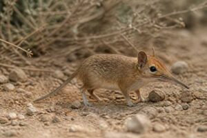 Image of a North African Sengi in its natural habitat