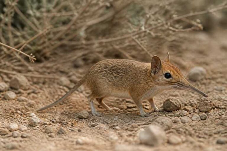 Image of a North African Sengi in its natural habitat