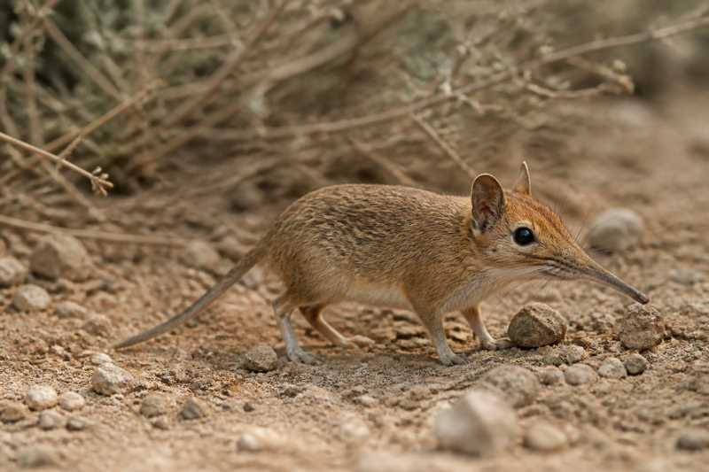 Image of a North African Sengi in its natural habitat