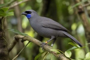 Image of a North Island Kokako in its natural habitat
