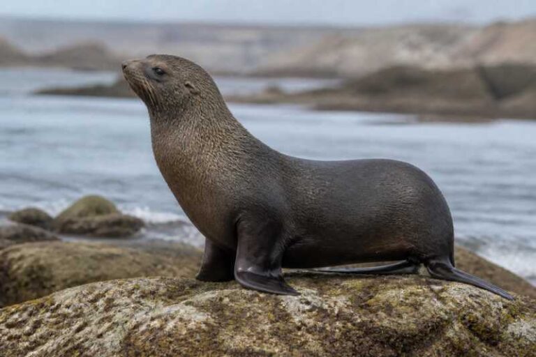 Image of a Northern Fur Seal in its natural habitat