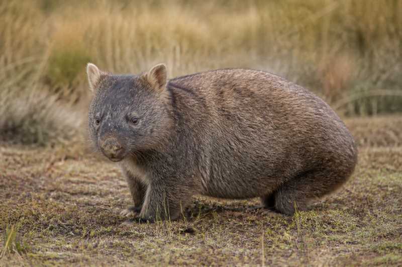 Image of a Northern Hairy-nosed Wombat in its natural habitat