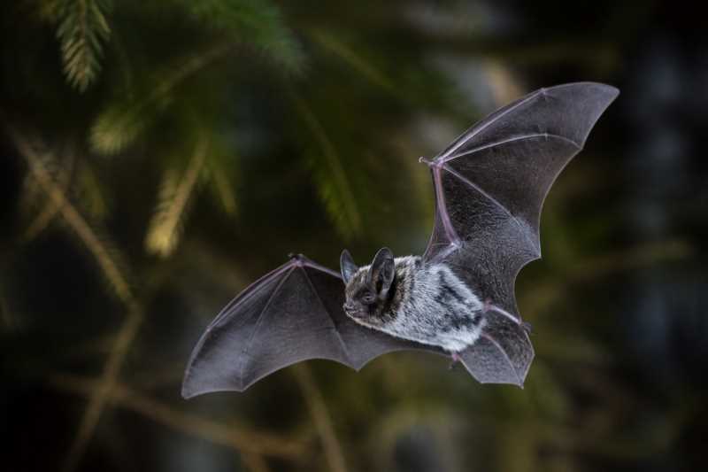 Image of a Northern Hoary Bat in its natural habitat