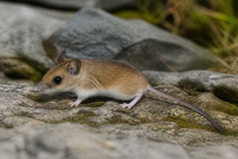 Image of a Northern Rock Deermouse in its natural habitat