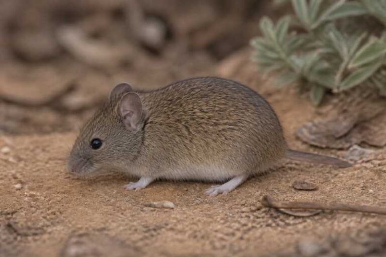 Image of a Northern Short-tailed Mouse in its natural habitat