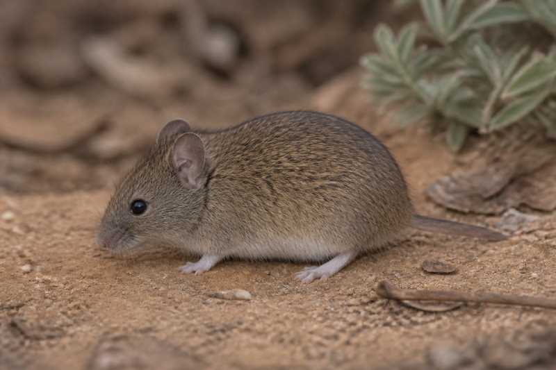 Image of a Northern Short-tailed Mouse in its natural habitat