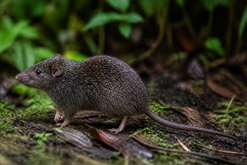 Image of a Northern Sulawesi Spiny Rat in its natural habitat