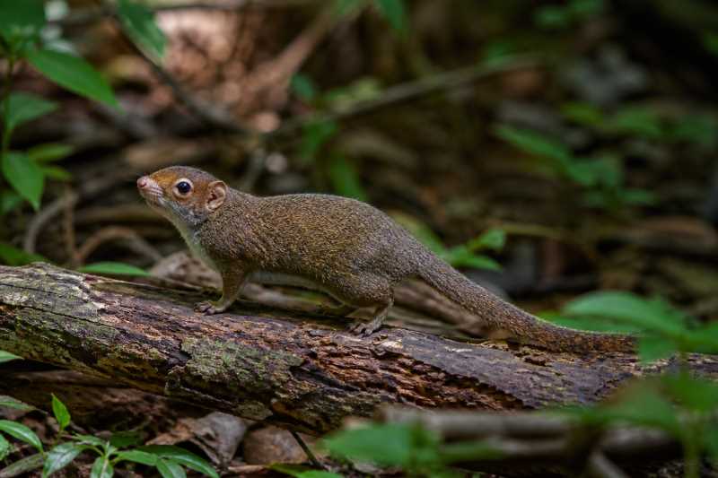 Image of a Northern Treeshrew in its natural habitat