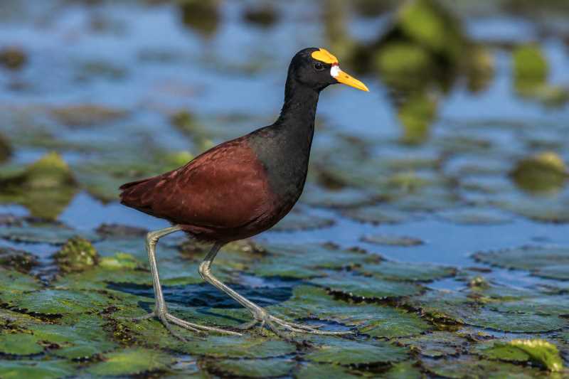 Image of a Northern Jacana in its natural habitat