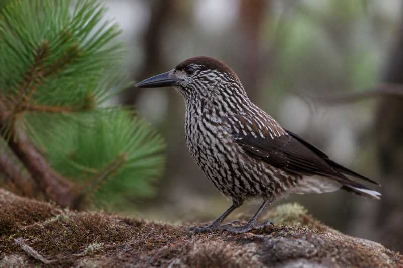 Image of a Northern Nutcracker in its natural habitat