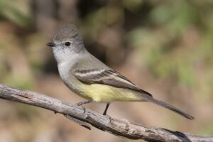 Image of a Northern Scrub Flycatcher in its natural habitat