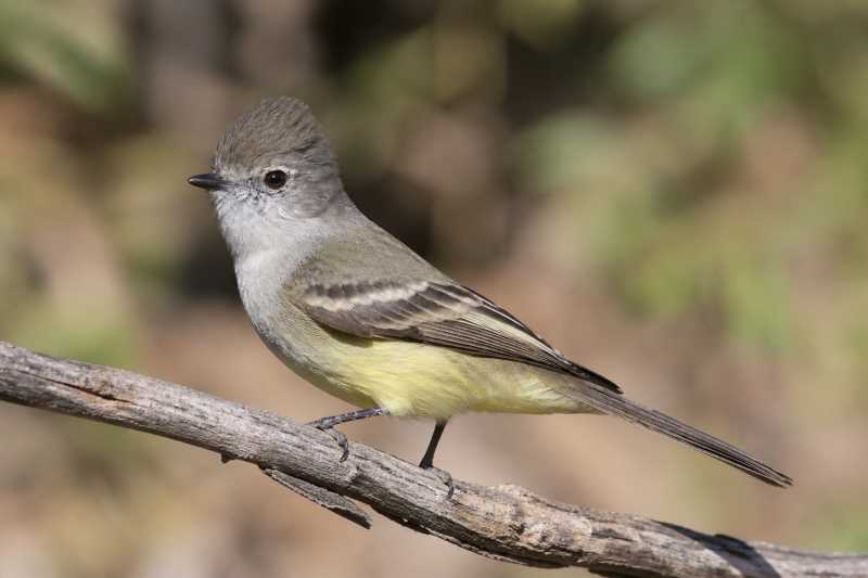 Image of a Northern Scrub Flycatcher in its natural habitat