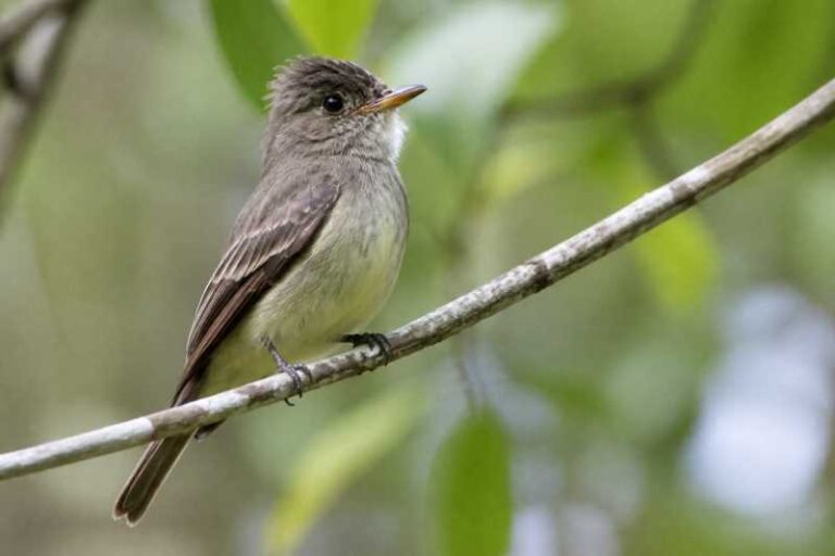 Image of a Northern Tropical Pewee in its natural habitat