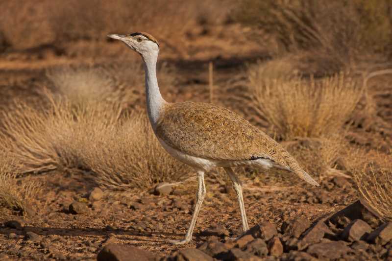 Image of a Nubian Bustard in its natural habitat