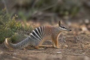Image of a Numbat in its natural habitat