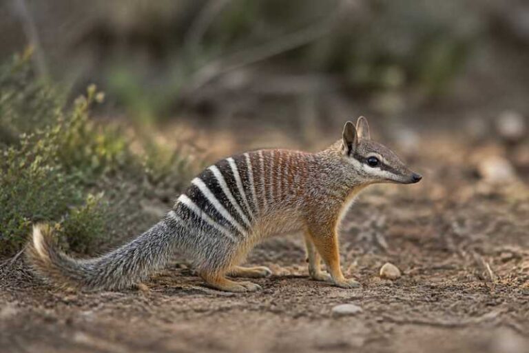 Image of a Numbat in its natural habitat