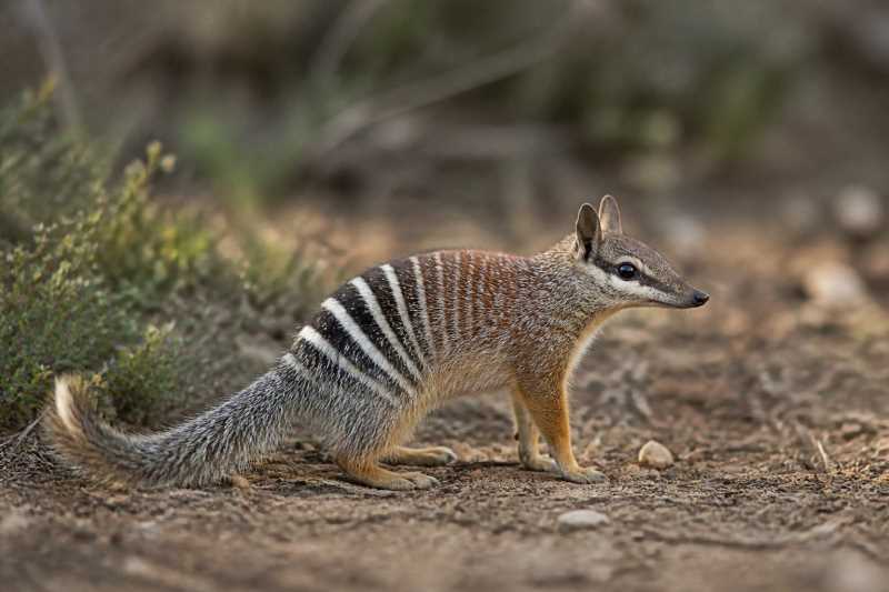 Image of a Numbat in its natural habitat