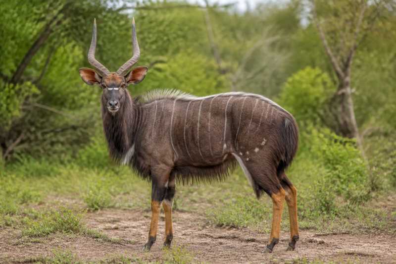 Image of a Nyala in its natural habitat