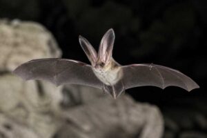 Image of a Ognev's Long-eared Bat in its natural habitat
