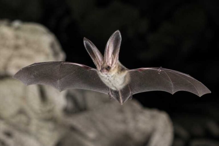 Image of a Ognev's Long-eared Bat in its natural habitat