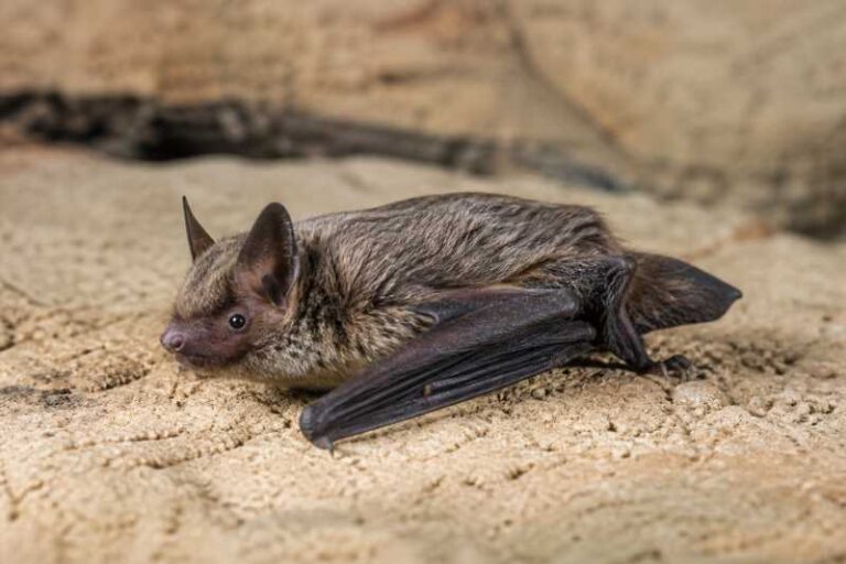 Image of a Ognev's Serotine in its natural habitat
