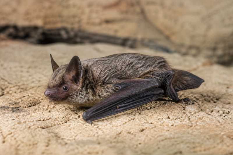 Image of a Ognev's Serotine in its natural habitat