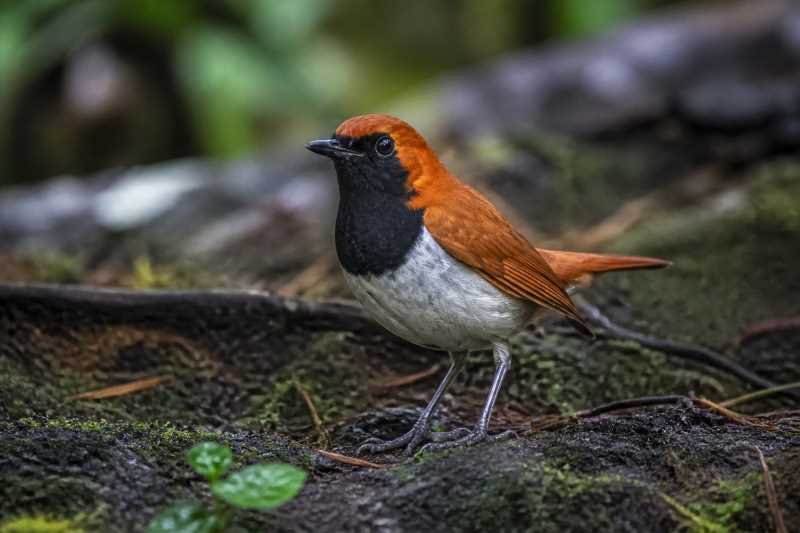 Image of a Okinawa Robin in its natural habitat