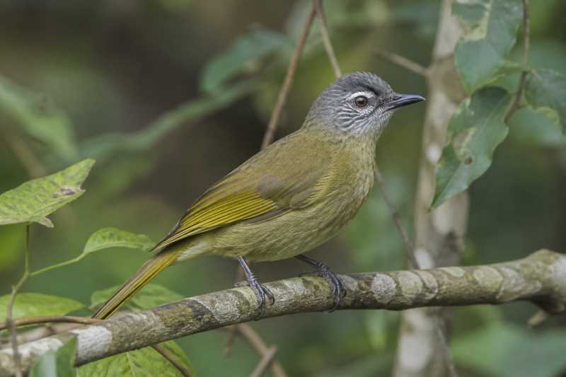 Image of a Olive-headed Greenbul in its natural habitat