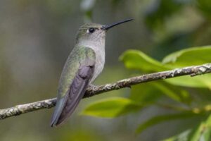 Image of a Olive-spotted Hummingbird in its natural habitat