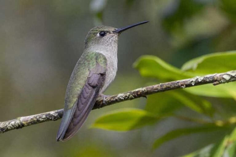 Image of a Olive-spotted Hummingbird in its natural habitat