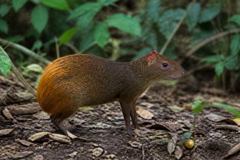 Image of a Orange Agouti in its natural habitat