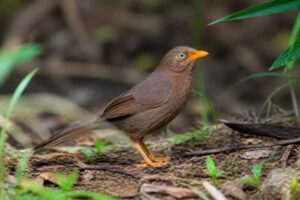Image of a Orange-billed Babbler in its natural habitat