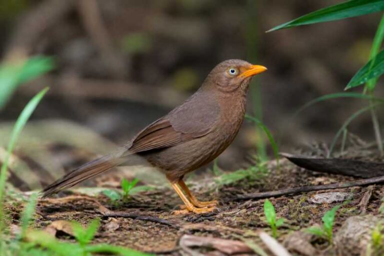 Image of a Orange-billed Babbler in its natural habitat