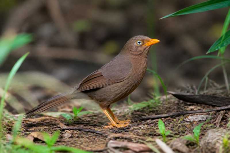Image of a Orange-billed Babbler in its natural habitat
