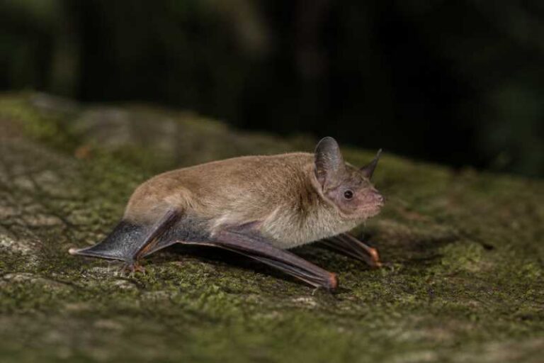 Image of a Orange-fingered Myotis in its natural habitat