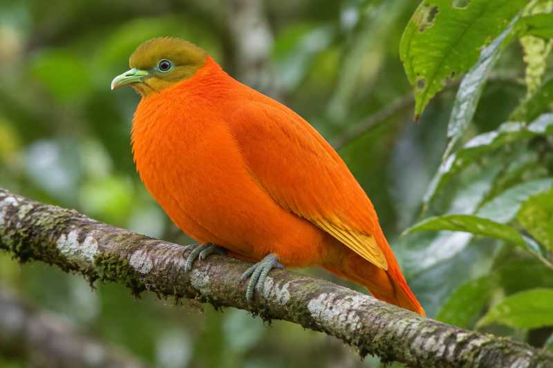 Image of a Orange Dove in its natural habitat
