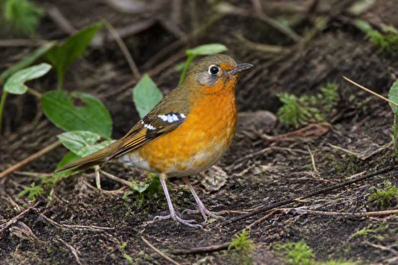 Image of a Orange Ground Thrush in its natural habitat