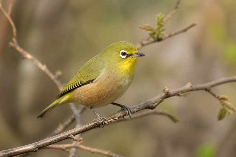 Image of a Orange River White-eye in its natural habitat
