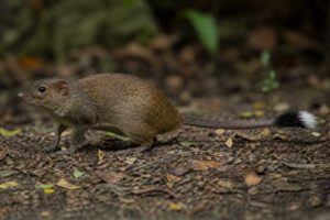 Image of a Orinoco Brush-tailed Rat in its natural habitat