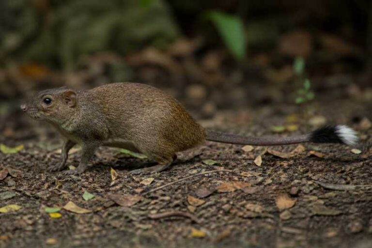 Image of a Orinoco Brush-tailed Rat in its natural habitat