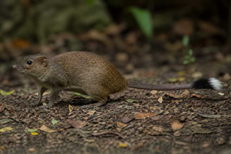 Image of a Orinoco Brush-tailed Rat in its natural habitat