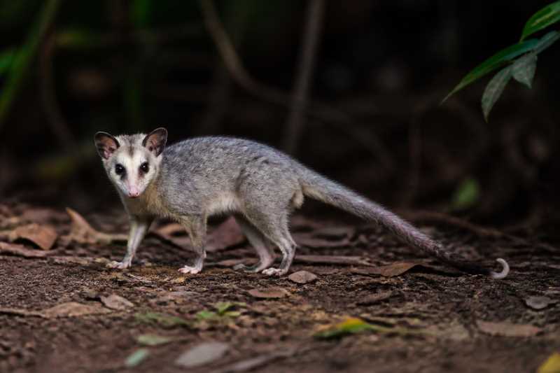 Image of a Orinoco Four-eyed Opossum in its natural habitat