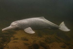 Image of a Orinoco River Dolphin in its natural habitat